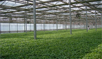 采用發熱電纜加熱保溫的無土栽培植物效果